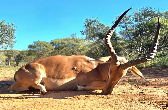Sable & Eland Hunt