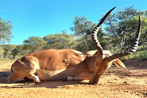 Eland