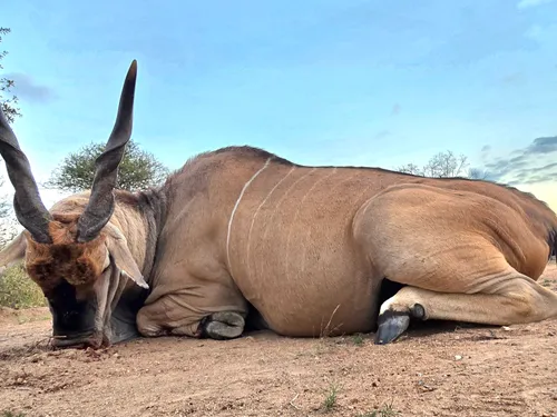 Eland hunt