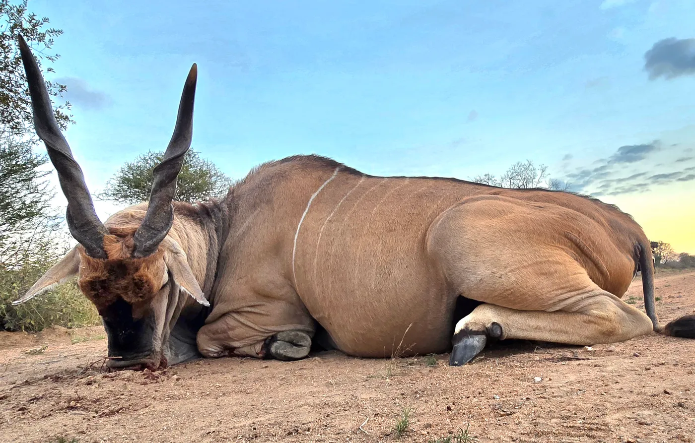 Eland hunt