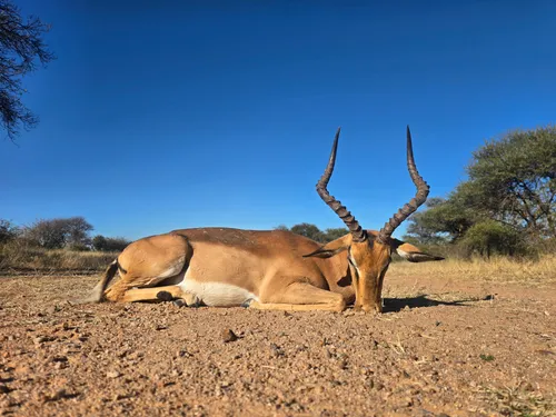 Impala hunt