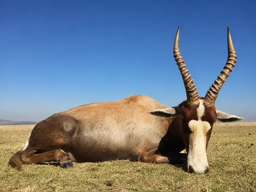 Blesbok
