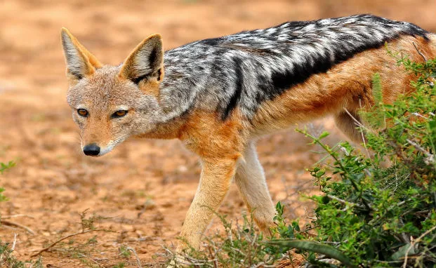 Black-backed Jackal