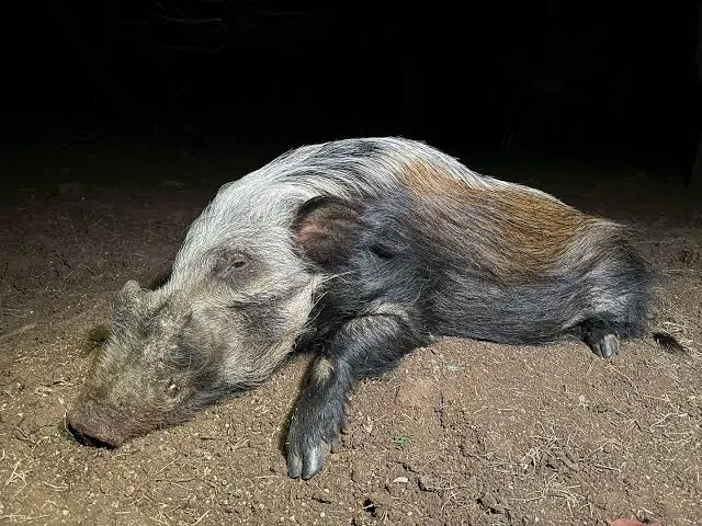 Bushpig