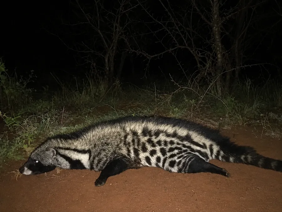 Civet