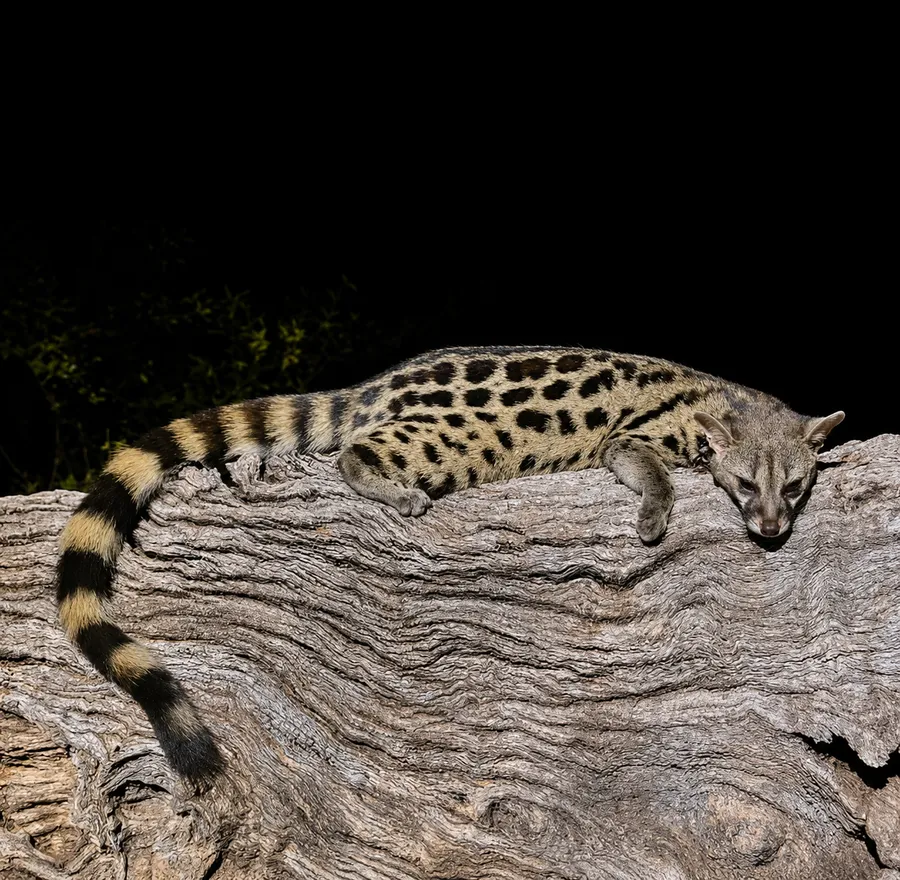 Genet