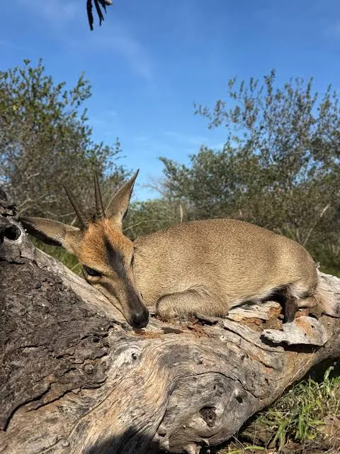 Grey Duiker