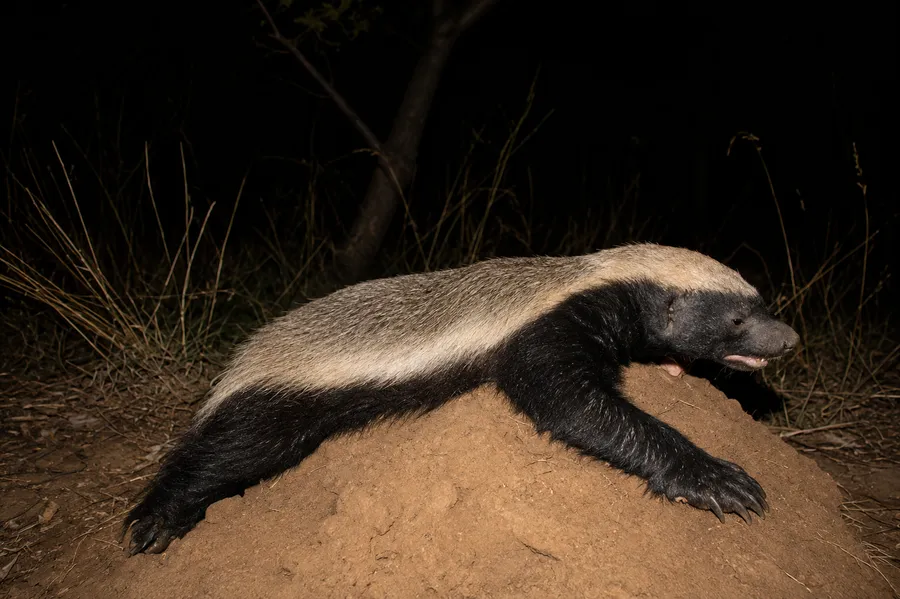 Honey Badger