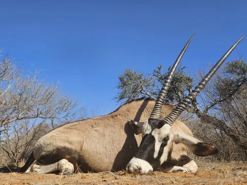 Gemsbok hunt
