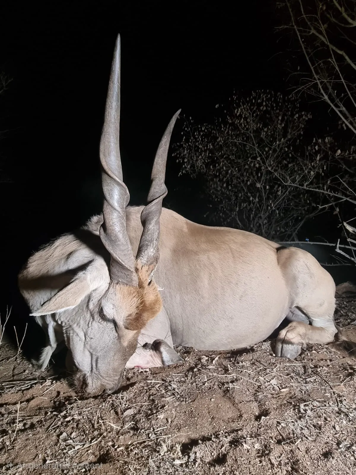 Eland hunt
