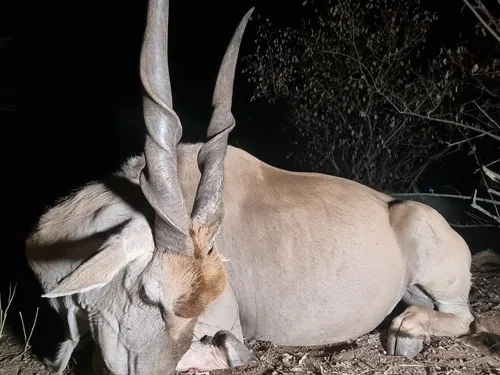 Eland hunt