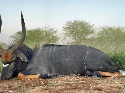 Nyala hunt