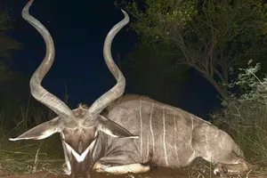 Kudu