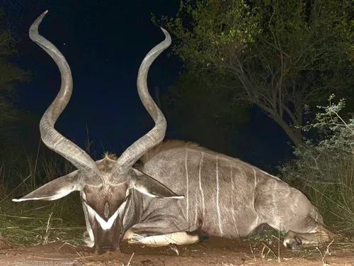 Kudu hunt