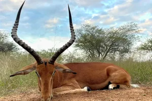 Impala