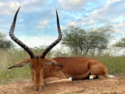 Impala hunt