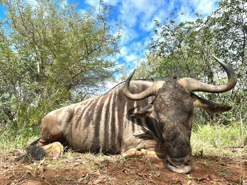 Blue wildebeest hunt