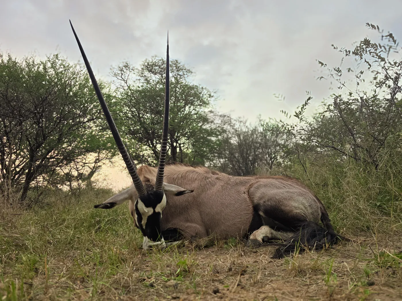 Gemsbok hunt