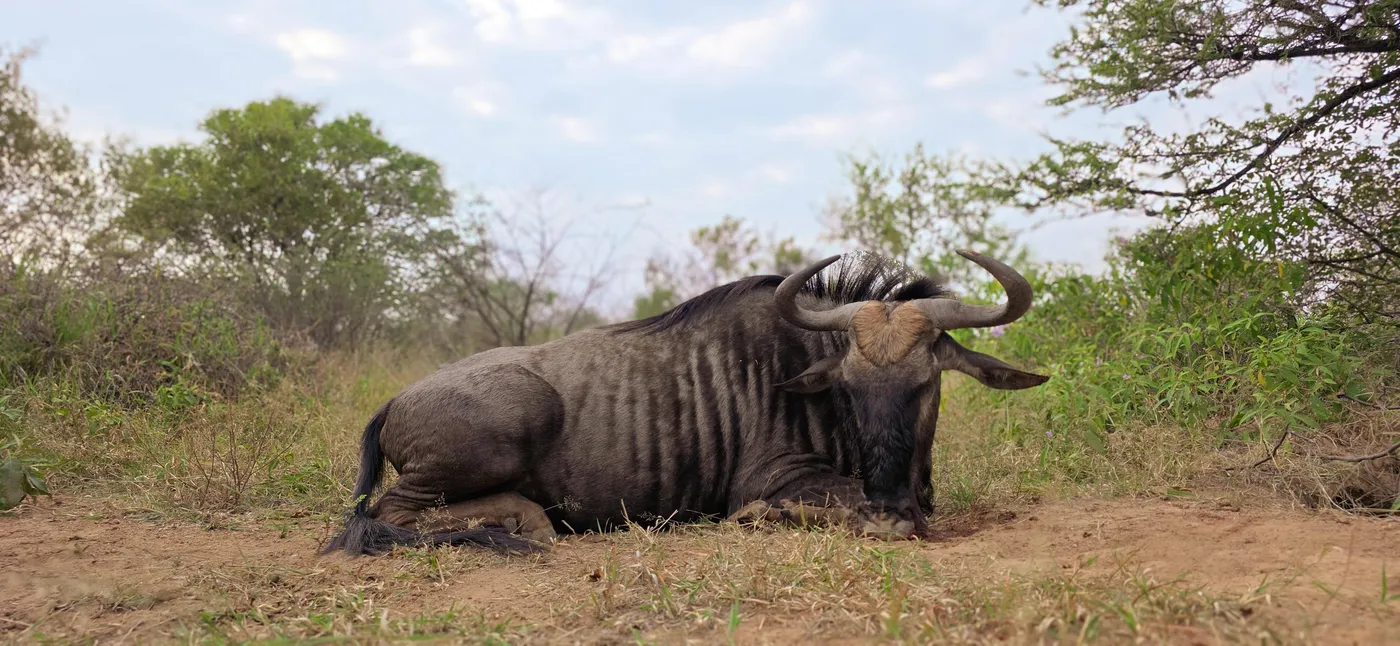 Blue wildebeest hunt