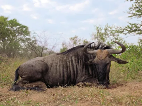 Blue wildebeest hunt
