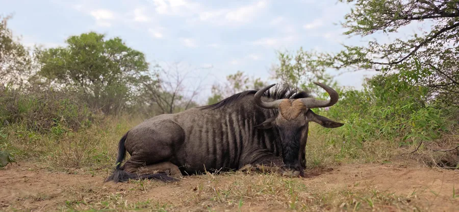 Blue Wildebeest