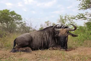 Blue Wildebeest