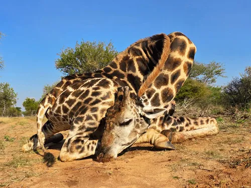 Giraffe hunt
