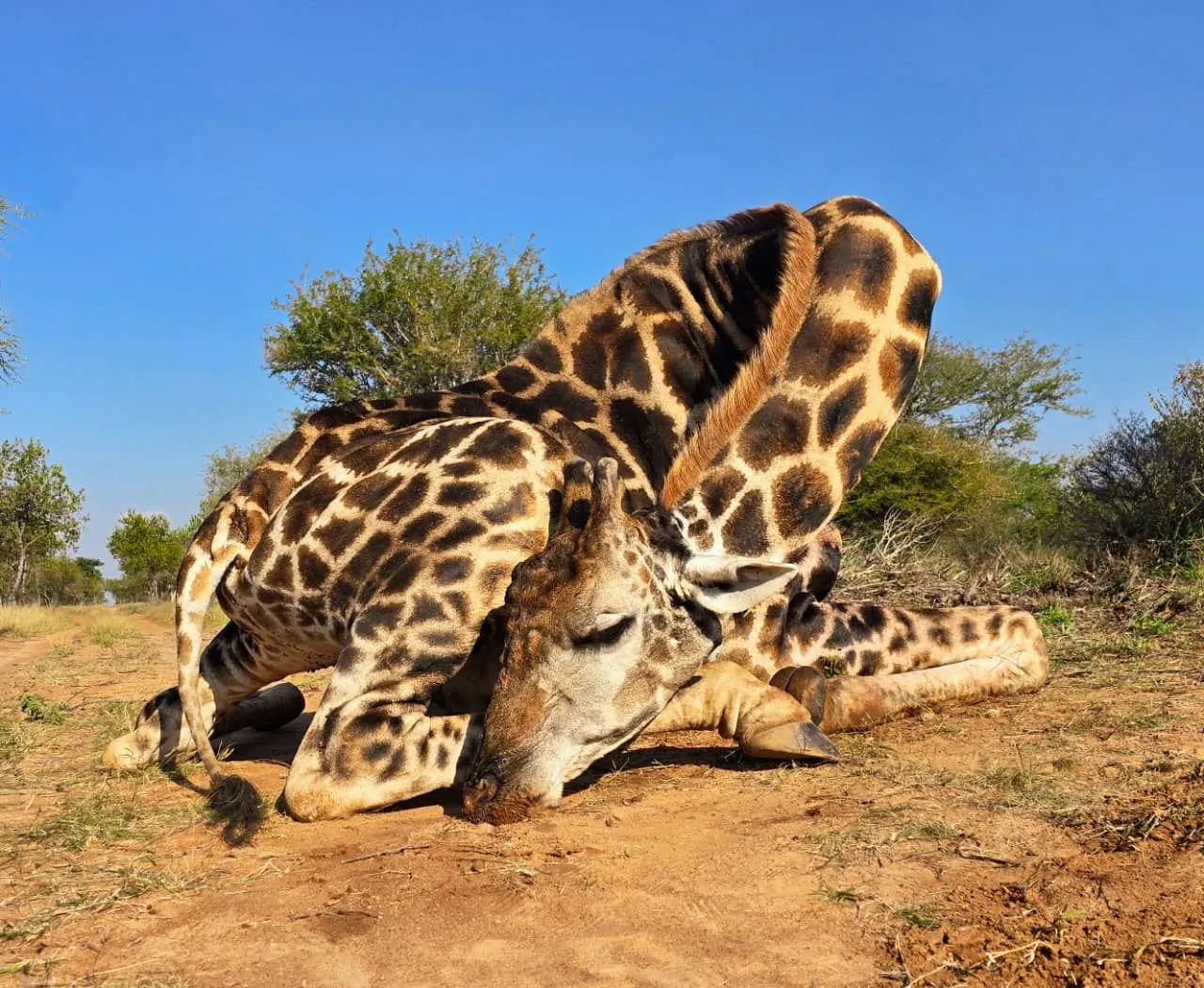 Giraffe hunt