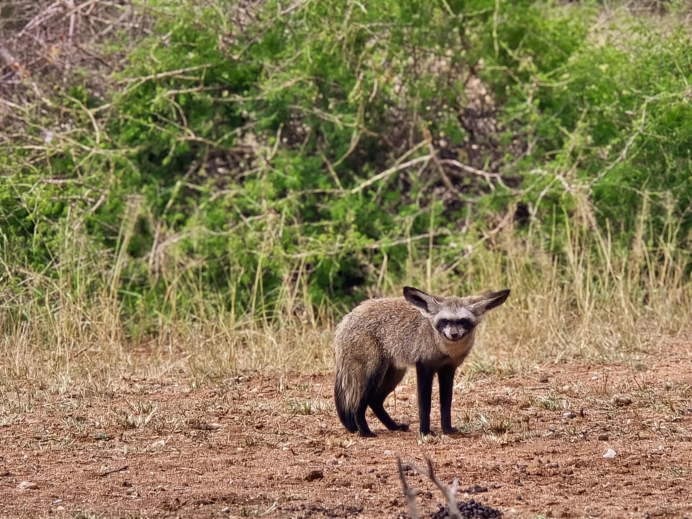 Bat-eared fox