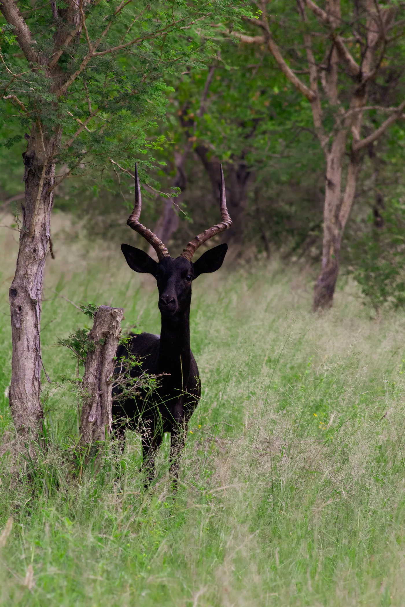 Black impala