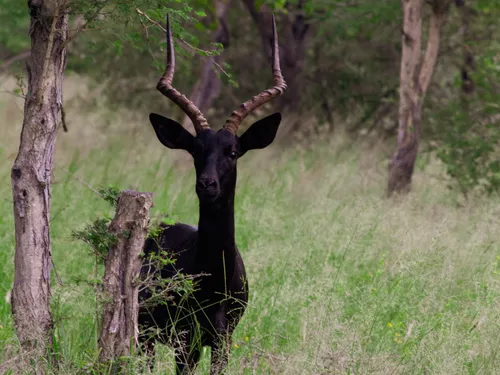 Black impala