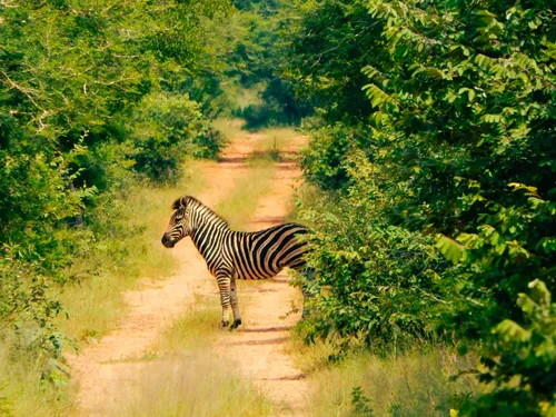 Zebra on the road