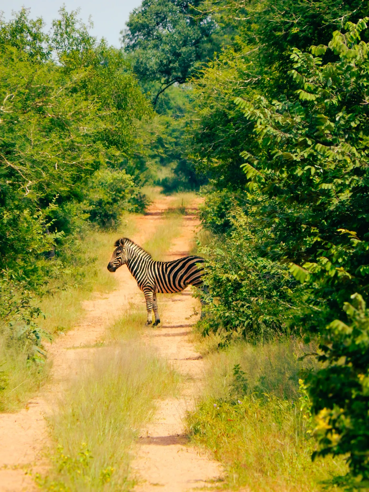 Zebra on the road