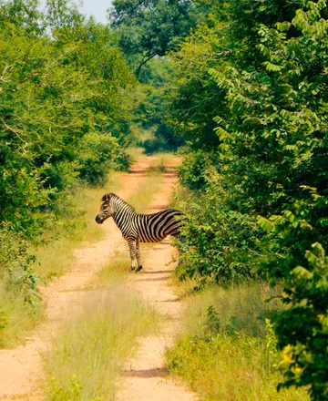 Zebra on the road
