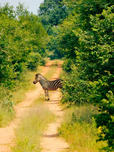 Zebra on the road