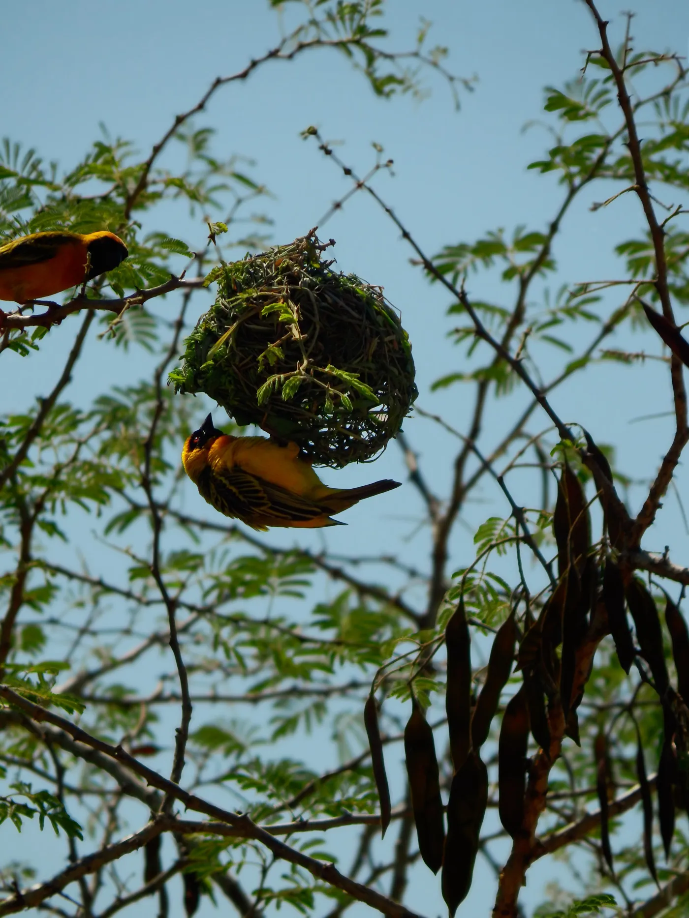 Weaver birds and nest
