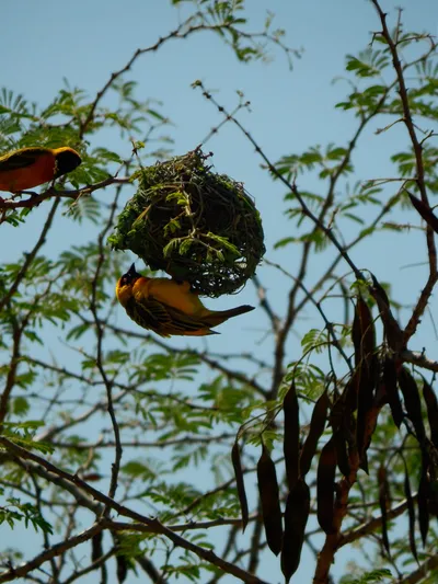Weaver birds and nest