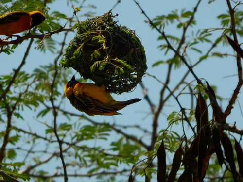Weaver birds and nest