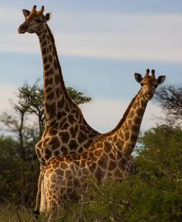 Giraffe pair
