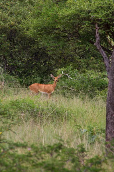 Steenbok