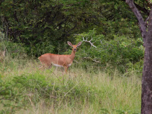 Steenbok