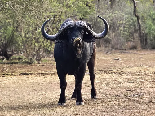 Kudu cows
