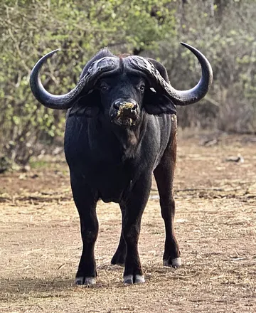 Cape buffalo