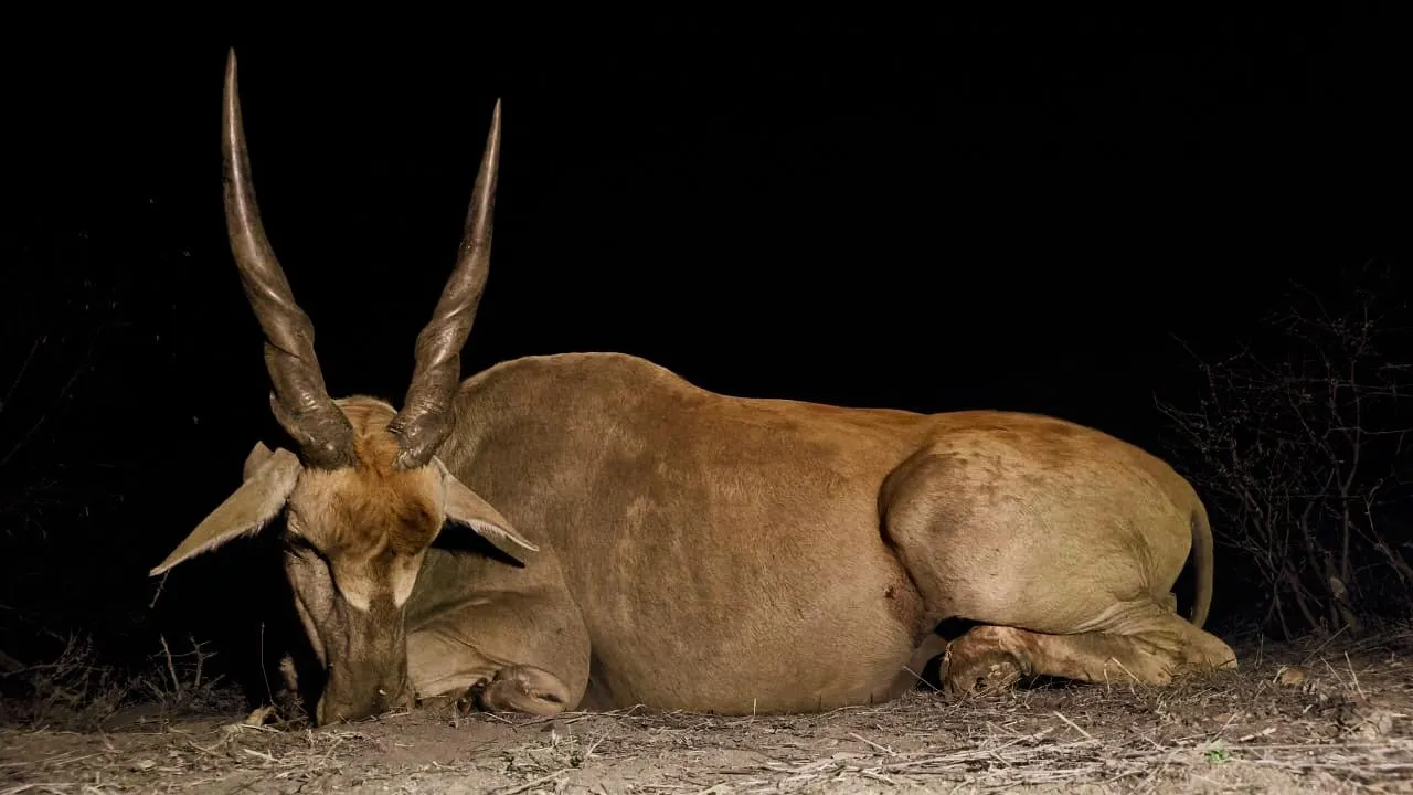 Eland hunt
