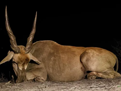 Eland hunt