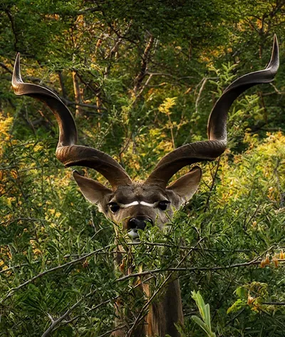 Kudu bull
