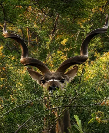Kudu bull
