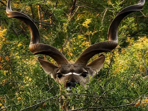 Kudu bull