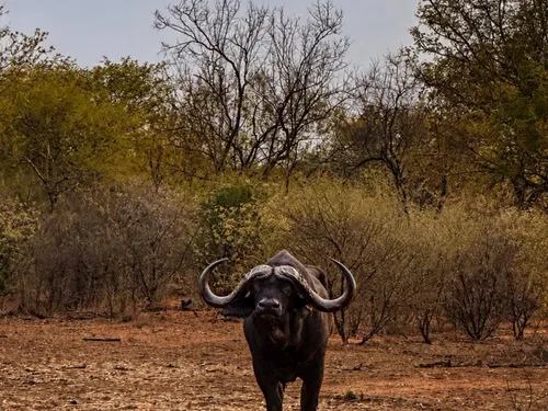 Cape buffalo