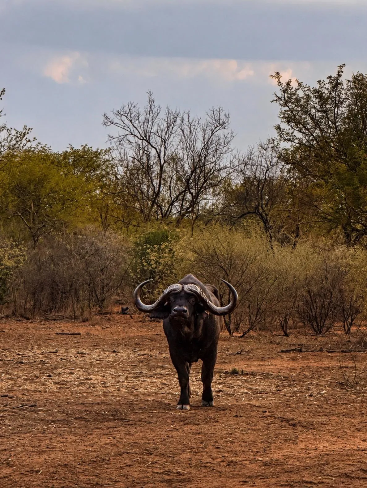 Cape buffalo